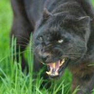 Blackpanter