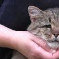 feldmeow