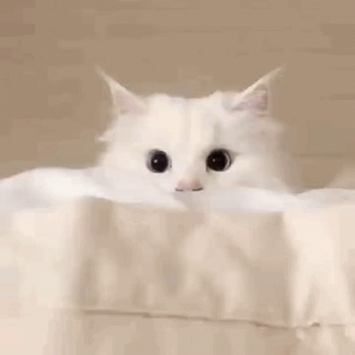 cutecat-cute.gif