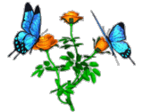 butterfly%20(168).gif
